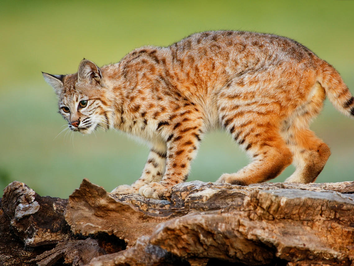 bobcat