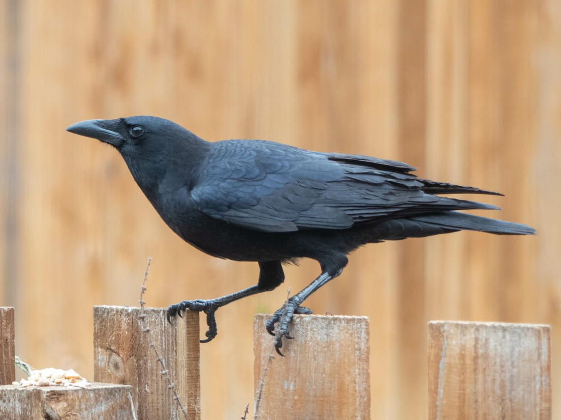 Crow