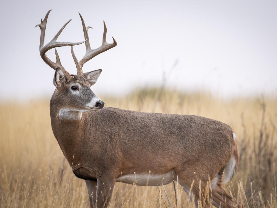 deer