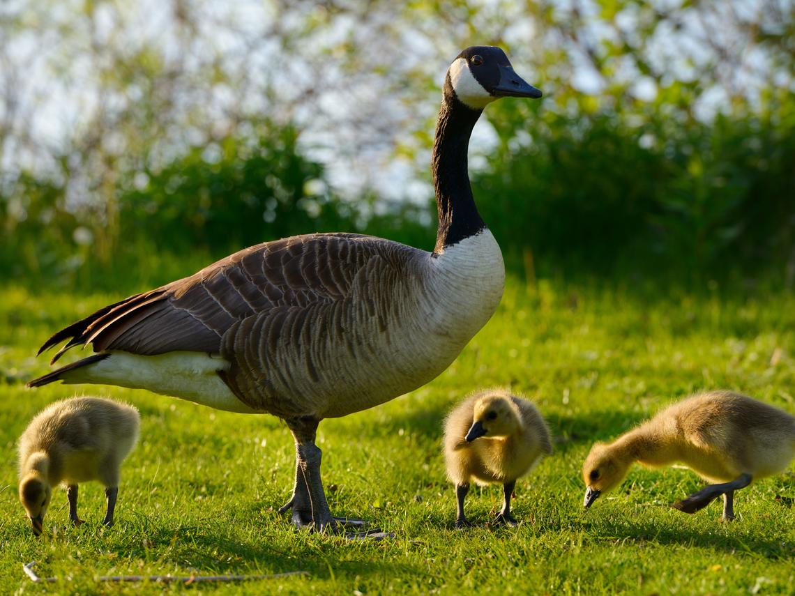 Goose