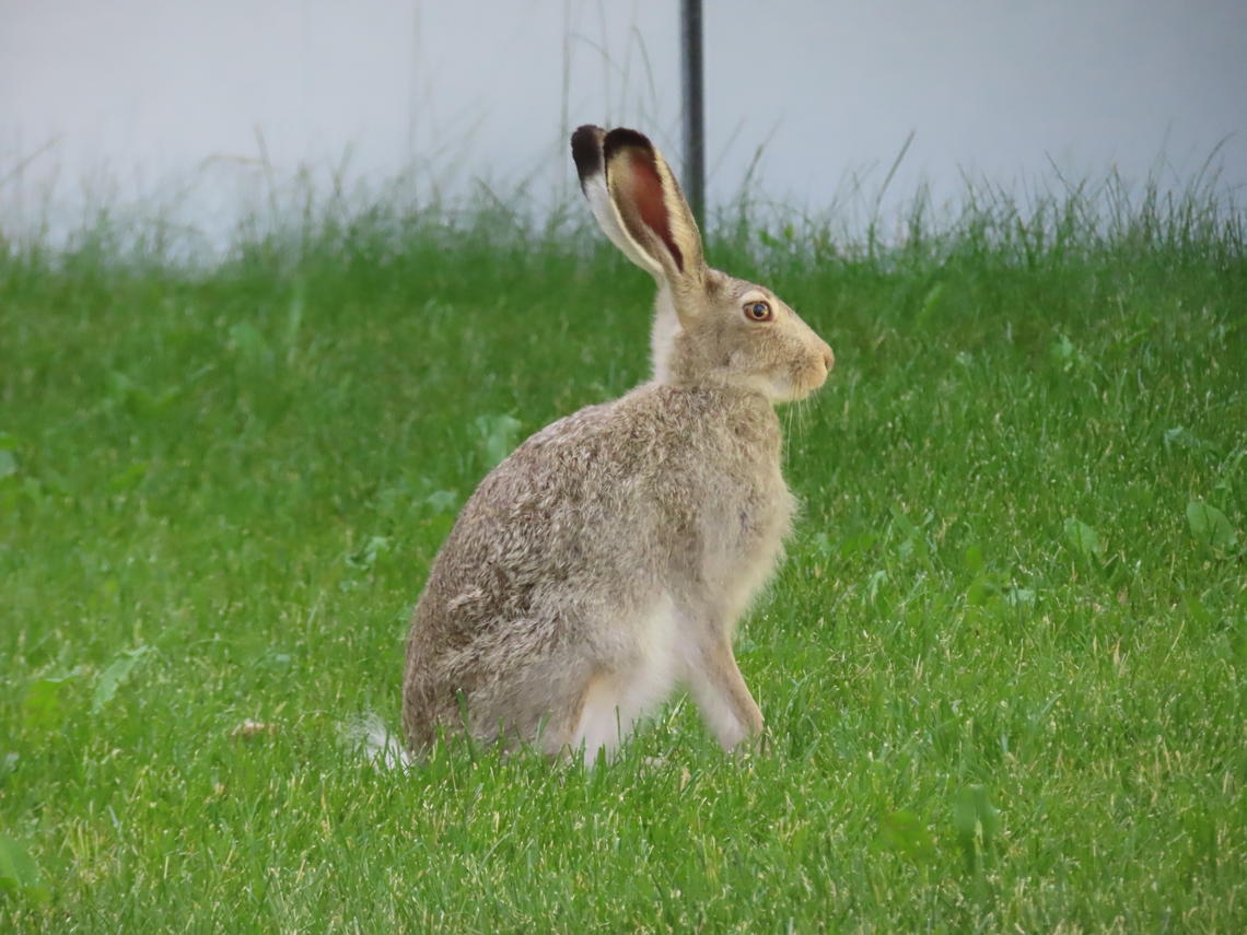 Jackrabbit