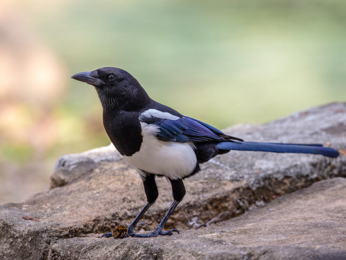 Magpie