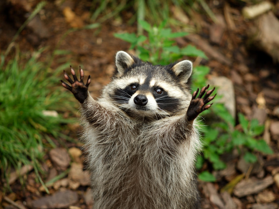 Raccoon