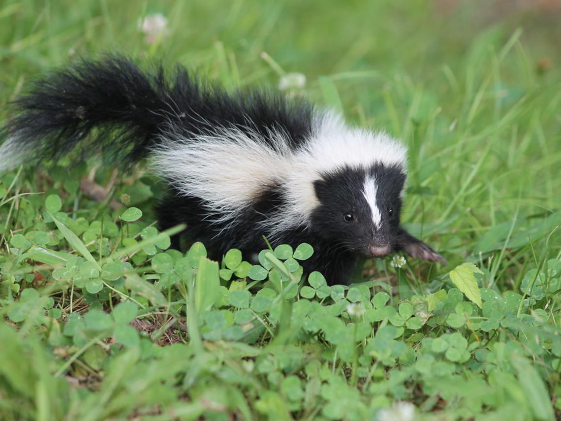 Skunk