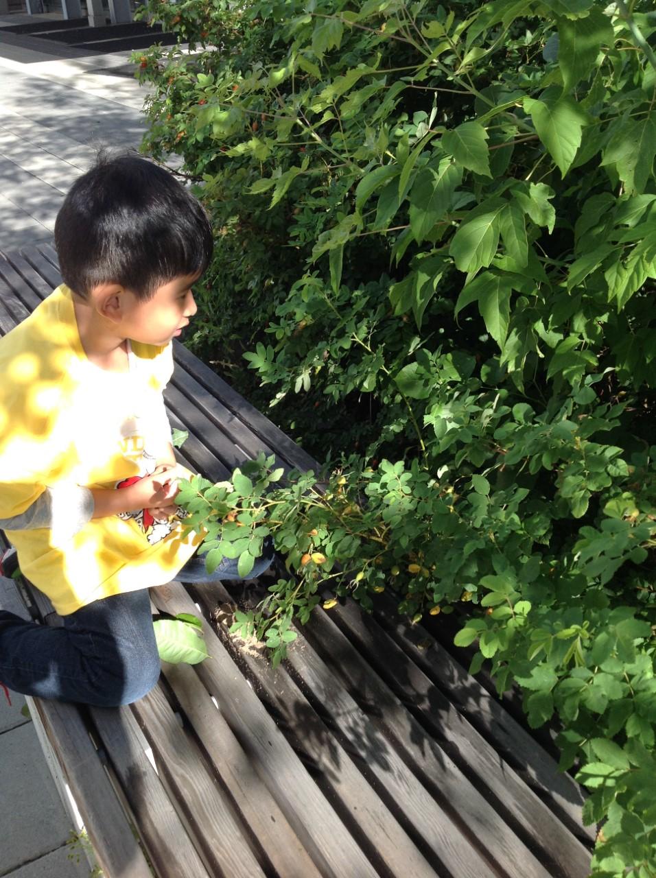 Leaf rubbing activity with UCalgary Minds in Motion