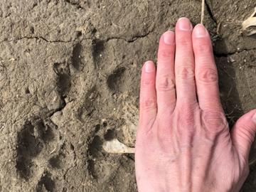 Paw print