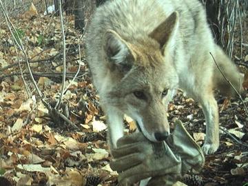 Coyote