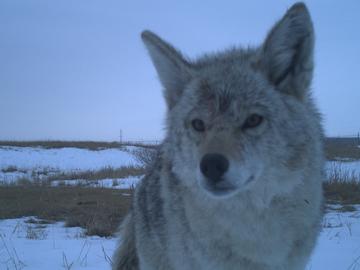 Coyote