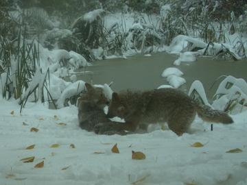 Coyote Yearlings